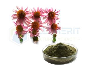 Echinacea Extract